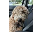 Adopt Dixie a Tan/Yellow/Fawn Poodle (Standard) / Labrador Retriever / Mixed dog