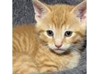 Adopt Kylo a Orange or Red Tabby Domestic Shorthair cat in Tecumseh