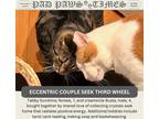 Adopt Busta Rhymes & Sunshine a Orange or Red (Mostly) American Shorthair (short
