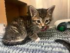 Adopt Dumbledore a Domestic Shorthair / Mixed (short coat) cat in Neosho
