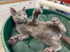 Adopt Flitwick a Domestic Shorthair / Mixed (short coat) cat in Neosho