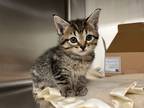 Adopt Minverva a Domestic Shorthair / Mixed (short coat) cat in Neosho