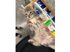Adopt Hagrid a Domestic Shorthair / Mixed (short coat) cat in Neosho