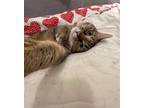 Adopt Keira a Brown Tabby Domestic Shorthair / Mixed (short coat) cat in