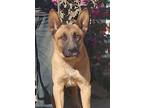 Adopt Bo a Belgian Malinois / Mixed dog in Portland, OR (41566072)