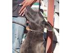 Adopt Duke Duke a Weimaraner / Thai Ridgeback / Mixed dog in Portland