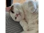 Adopt Mini Bini a White (Mostly) American Shorthair (short coat) cat in Jersey