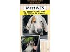 Adopt Wes a Foxhound, Basset Hound