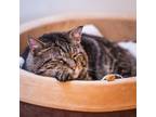 Adopt Lord Sweet Cheeks a Brown Tabby American Shorthair (short coat) cat in