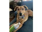 Adopt Loki a Red/Golden/Orange/Chestnut Beagle / Mixed dog in Erving