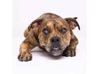 Adopt Dreamer a Brindle American Pit Bull Terrier / Boxer dog in Tampa