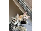 Adopt Smokey & Bear a Orange or Red American Shorthair / Mixed (short coat) cat