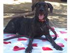 Adopt Summer a Black Labrador Retriever / Shepherd (Unknown Type) / Mixed dog in