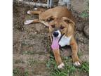 Adopt Leonardo a Brown/Chocolate - with White Pit Bull Terrier / Boxer / Mixed