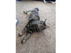 Adopt Chloe a Brown Tabby Maine Coon / Mixed (medium coat) cat in Seminole