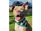 Adopt Makko a Tan/Yellow/Fawn - with White Mixed Breed (Medium) / Pit Bull