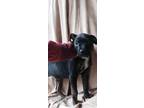 Adopt Rolo a Black - with Brown, Red, Golden, Orange or Chestnut Rottweiler /