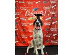 Adopt Gunner a White - with Brown or Chocolate Great Pyrenees / German