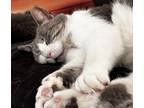 Adopt Jasmine Hobart a Gray, Blue or Silver Tabby Domestic Shorthair (short