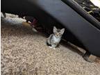 Adopt O a White (Mostly) American Shorthair / Mixed (short coat) cat in