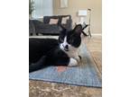 Adopt MilkShake a Black & White or Tuxedo American Shorthair / Mixed (short