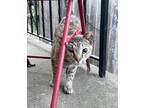 Adopt Uno ***Courtesy Post a Brown Tabby Domestic Shorthair (short coat) cat in