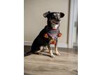 Adopt Levi a Black - with Tan, Yellow or Fawn Australian Kelpie / Mutt / Mixed