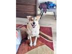 Adopt Layla a Tan/Yellow/Fawn - with White Husky / German Shepherd Dog / Mixed
