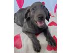 Adopt Surfer a Gray/Blue/Silver/Salt & Pepper Labrador Retriever / Weimaraner /