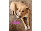 Adopt Ariel a Tan/Yellow/Fawn - with White Labrador Retriever / Mixed Breed