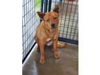 Adopt CJ a Red/Golden/Orange/Chestnut Chow Chow / Terrier (Unknown Type