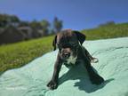 Adopt Ducky a Black - with White American Pit Bull Terrier / American