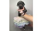 Adopt Gracie a Gray/Silver/Salt & Pepper - with White American Pit Bull Terrier