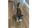 Adopt Layla a Tan or Fawn (Mostly) Domestic Shorthair / Mixed (medium coat) cat