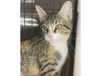 Adopt Squeak a All Black Domestic Shorthair / Mixed Breed (Medium) / Mixed