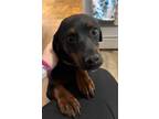 Adopt Millie a Black - with Brown, Red, Golden, Orange or Chestnut Beagle /