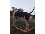Adopt Chief a White - with Brown or Chocolate Boxer / Pit Bull Terrier / Mixed