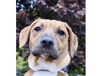 Adopt Blossom a Red/Golden/Orange/Chestnut - with White Weimaraner / Boxer /