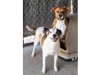 Adopt Bella a Tricolor (Tan/Brown & Black & White) Pit Bull Terrier / Mixed dog