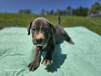 Adopt Grayson a Gray/Silver/Salt & Pepper - with White American Pit Bull Terrier