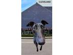 Adopt Cleveland a Black - with White Greyhound / Mixed dog in Tucson
