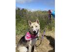 Adopt Rosie a German Shepherd Dog / Siberian Husky / Mixed dog in Monterey