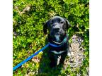 Adopt Rosie a Australian Shepherd / Golden Retriever / Mixed dog in Monterey