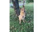 Adopt Foxy a Tan/Yellow/Fawn German Shepherd Dog / Mixed dog in Jonesborough