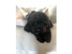 Adopt Archie a Black Cavapoo / Mixed dog in Roswell, GA (41566562)