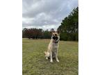 Adopt MYA a Tan/Yellow/Fawn German Shepherd Dog / Mixed dog in Vidalia