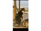 Adopt Bandit a Black - with White Husky / Mixed dog in Canon City, CO (39954142)