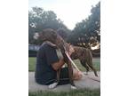 Adopt Honcho a Brindle - with White Boxer / American Pit Bull Terrier / Mixed