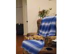 Adopt Toby a Orange or Red Bengal / Mixed (short coat) cat in Simpsonville