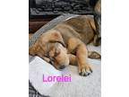 Adopt Lorelie a Rottweiler / Great Pyrenees / Mixed dog in Midway, UT (41566384)